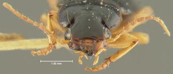 Media type: image;   Entomology 32989 Aspect: head frontal view